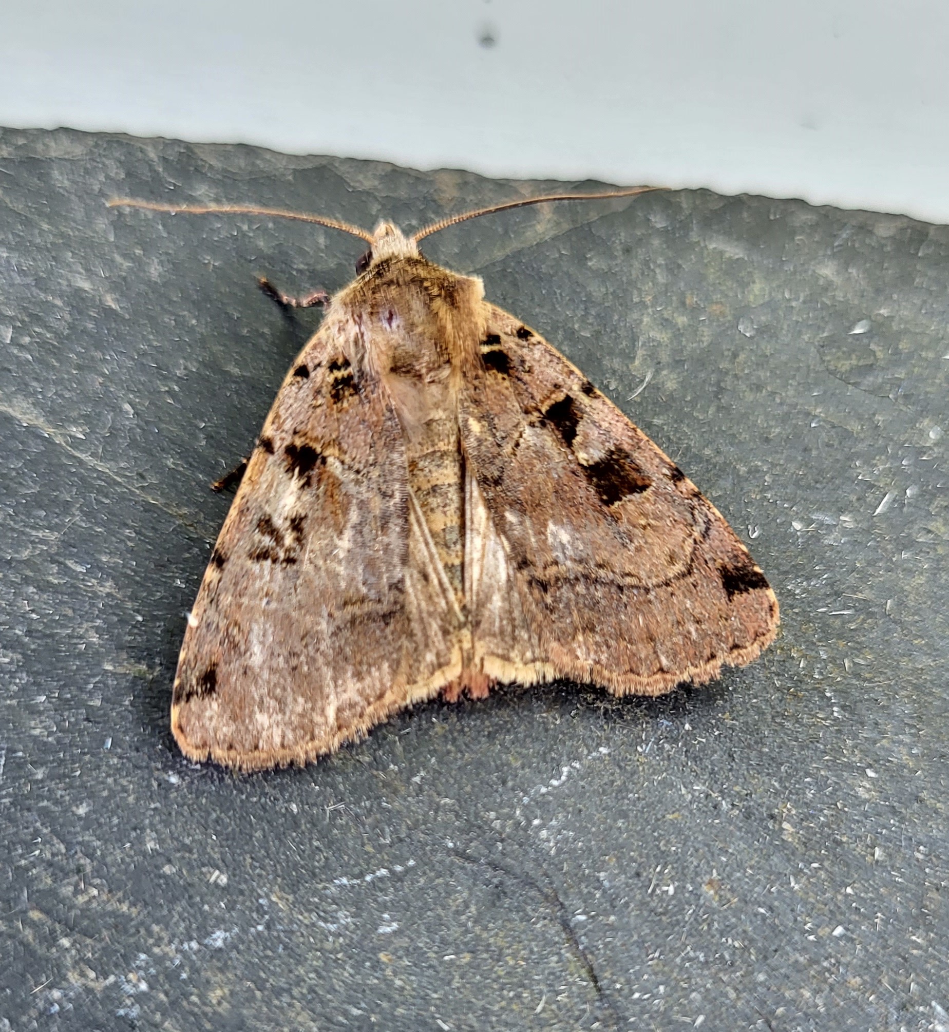 Photo of Double Square-spot (Xestia triangulum)